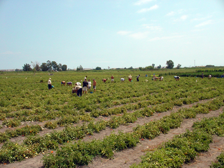 Marjal 2010